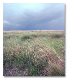 Coastal Prairie Conservation Initiative