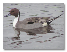 Louisiana Waterfowl Project - South