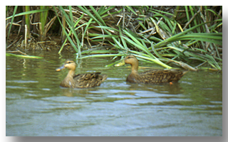 Texas Prairie Wetlands Project