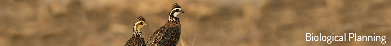 Northern Bobwhite Quail