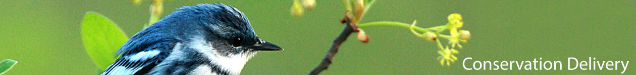 Cerulean Warbler