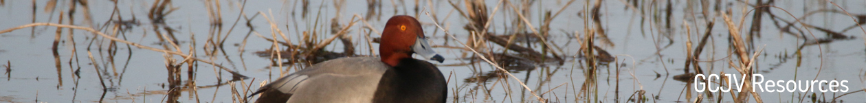 Redhead