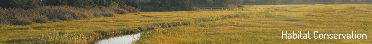 Coastal Marsh