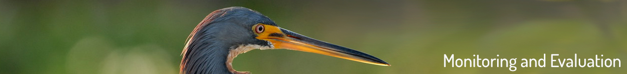 Little Blue Heron