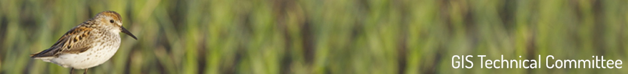 Western Sandpiper