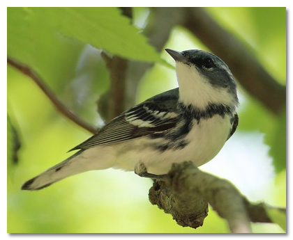 Cerulean Warbler