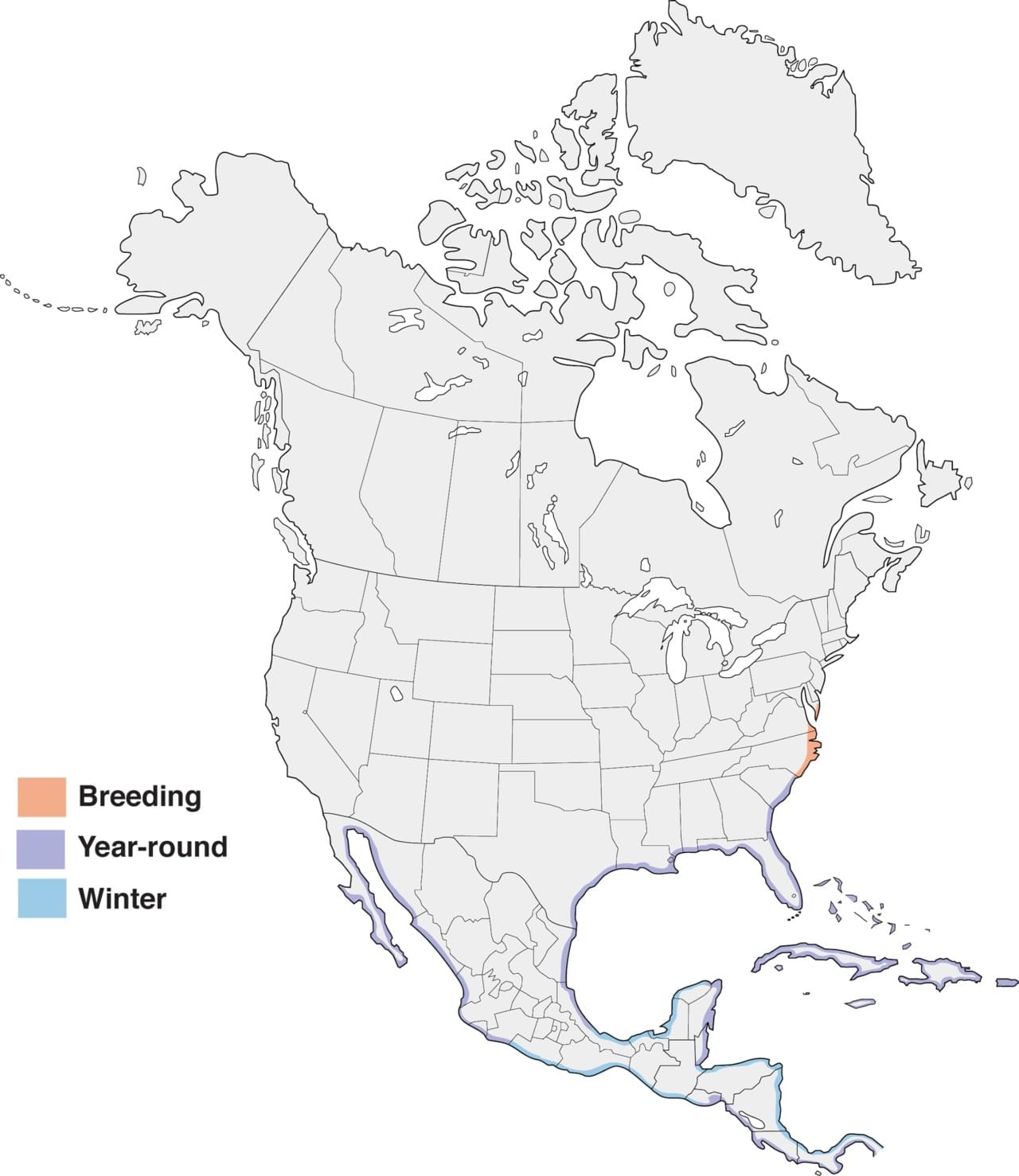 Wilson's Plover Range