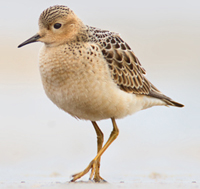 Buff-breasted Sandpiper