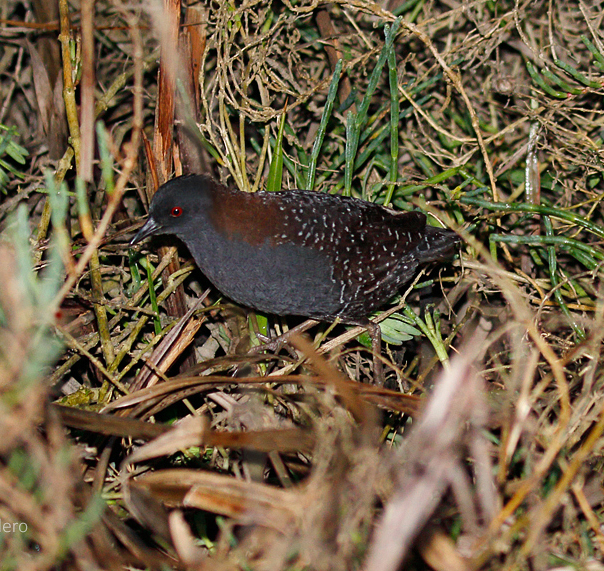 Black Rail