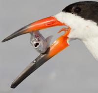 Black Skimmer