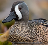 Bluewinged Teal