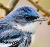 Cerulean Warbler