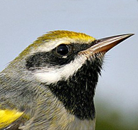 Golden-winged Warbler