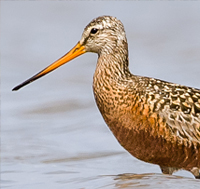 Hudsonian Godwit