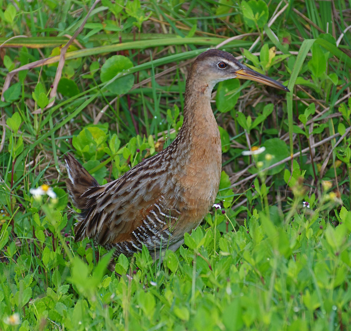 King Rail