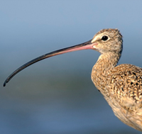 Long-billed Curlew