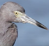 Little Blue Heron