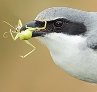 Loggerhead Shrike