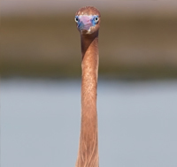 Reddish Egret