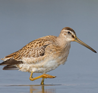 Short-billed Dowitcher