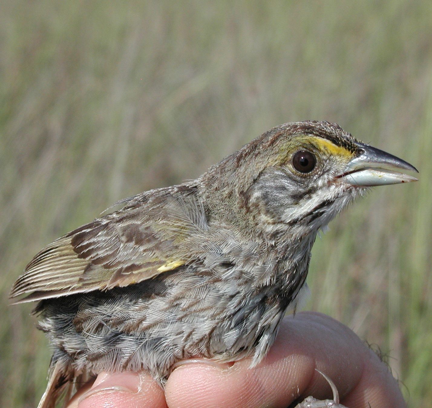 Seaside Sparrow