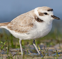 Snowy Plover