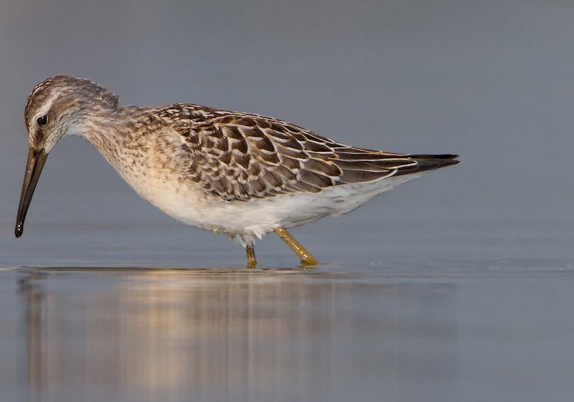 stilt sandpiper winter