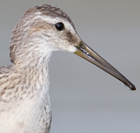 Stilt Sandpiper