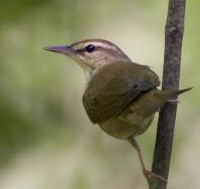 Swainson's Warbler