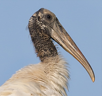 Wood Stork