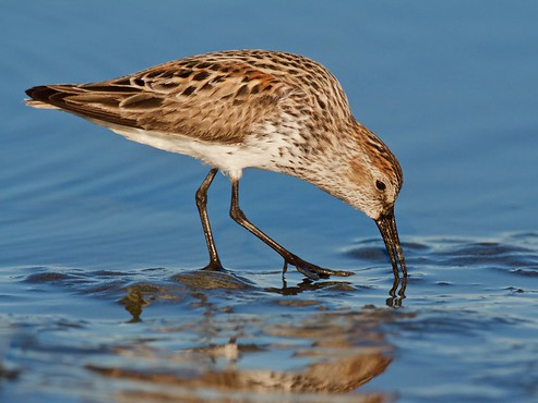 Western Sandpiper