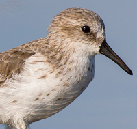 Western Sandpiper