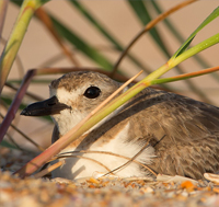 Wilson's Plover