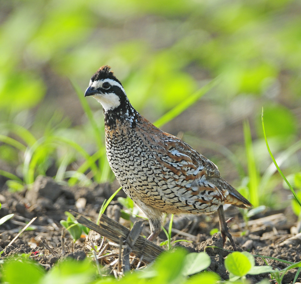 Northern Bobwhite