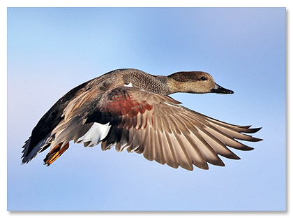 Gadwall