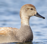 Gadwall