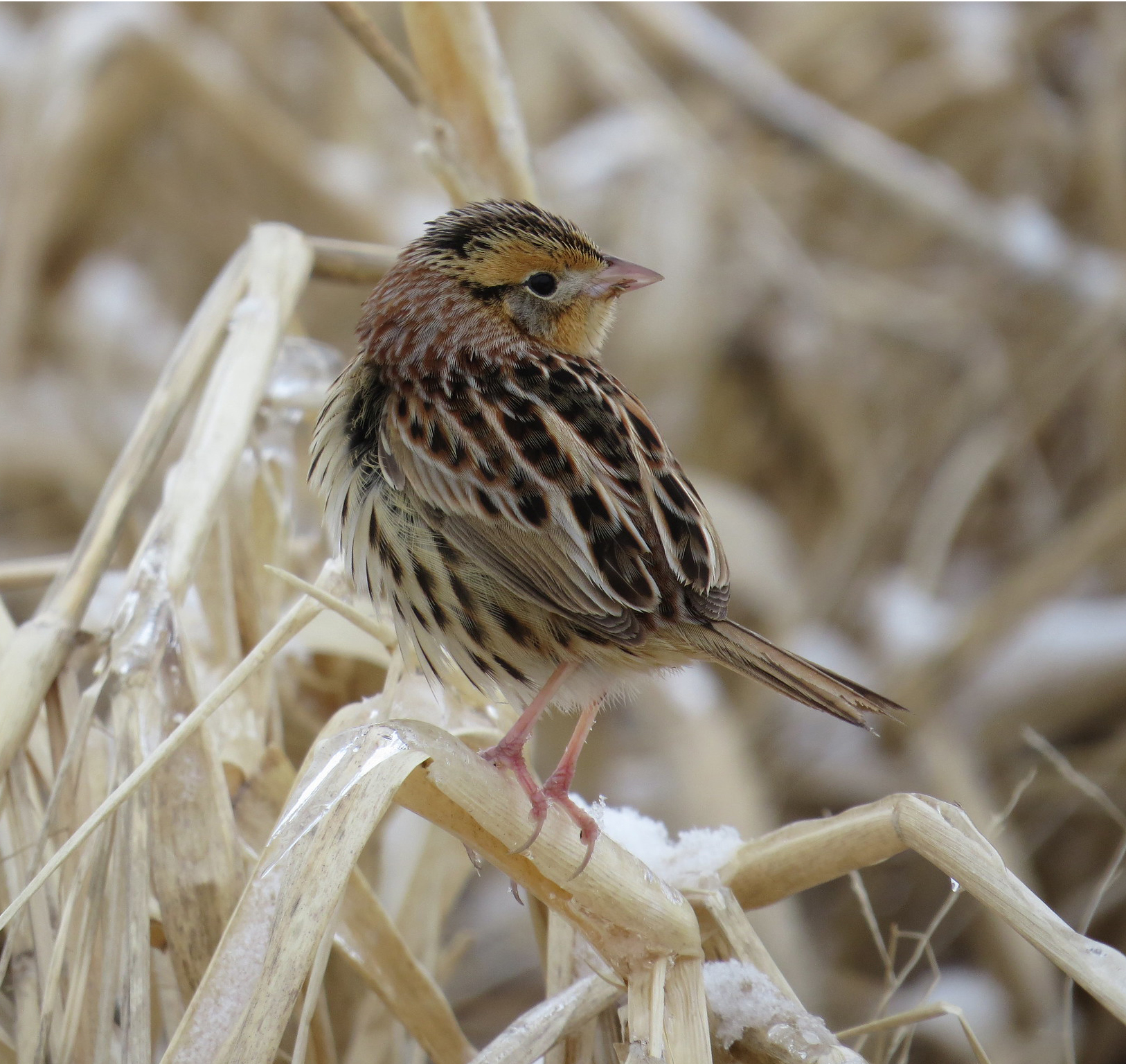 LeConte's Sparrow