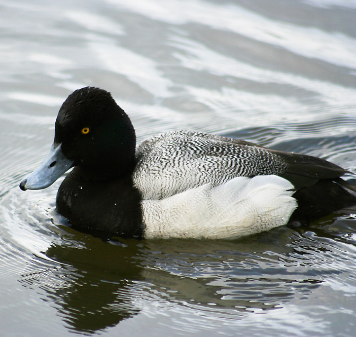 Lesser Scaup