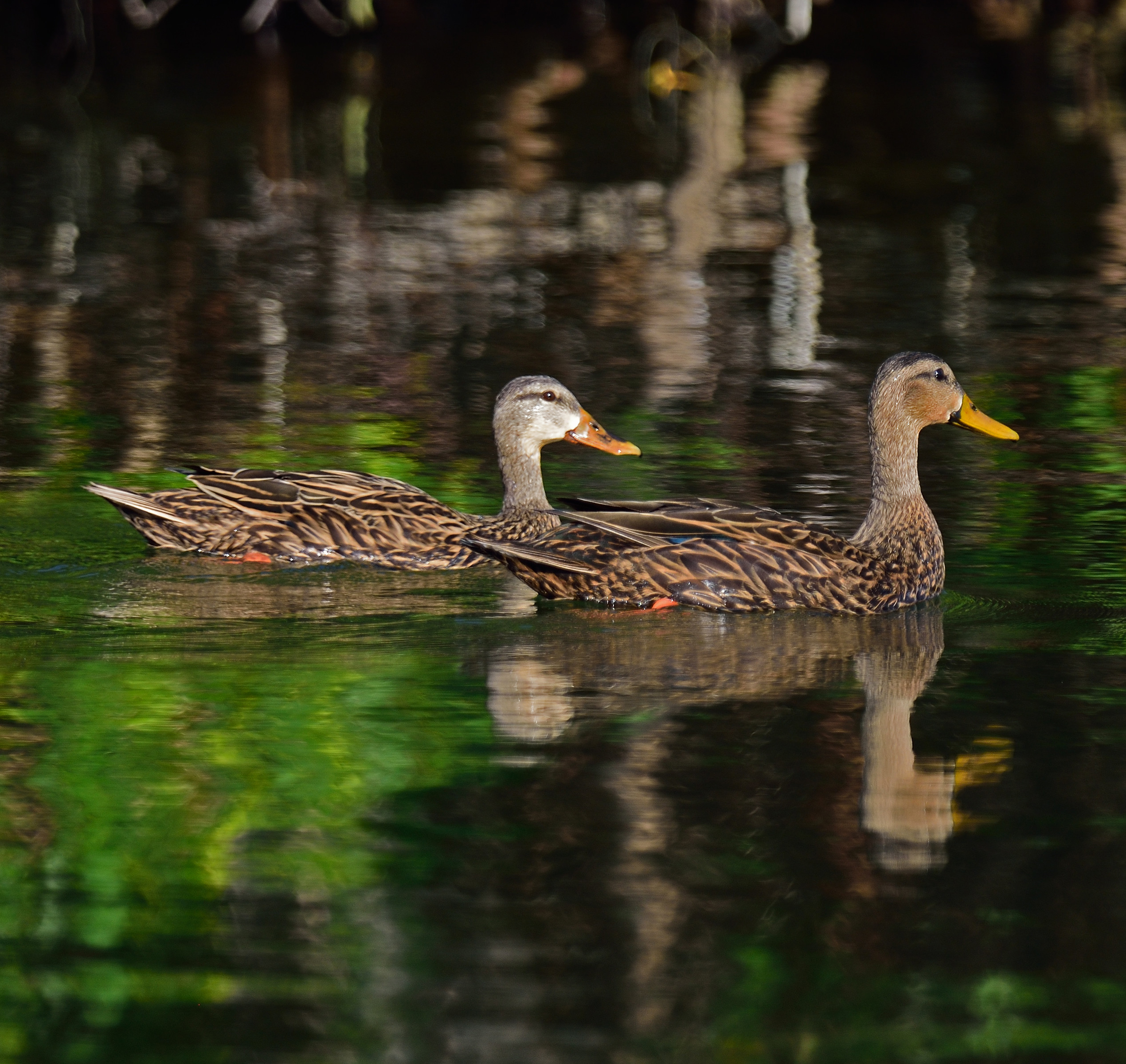 Mottled Duck