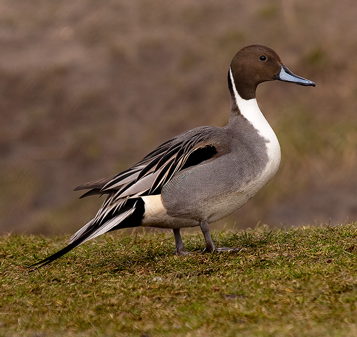 Northern Pintail